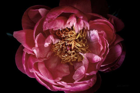 Coral Peony White Modern Wood Framed Art Print with Double Matting by Catterall, Elise