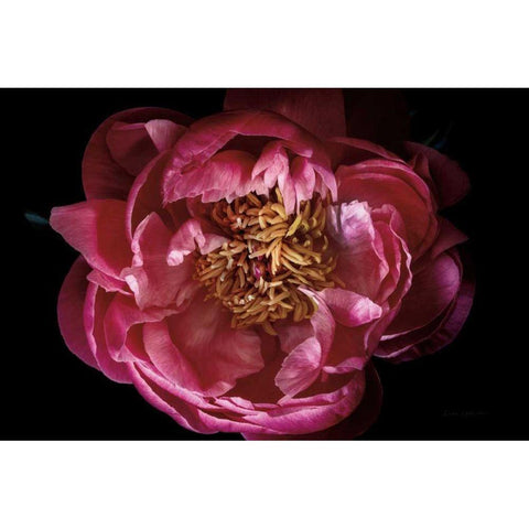 Coral Peony Black Modern Wood Framed Art Print by Catterall, Elise