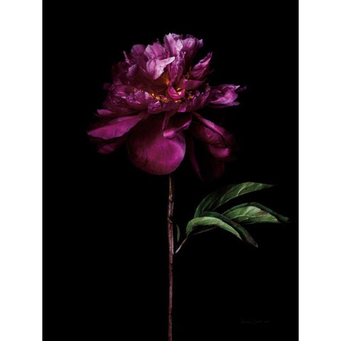 Peony Portrait Black Modern Wood Framed Art Print with Double Matting by Catterall, Elise