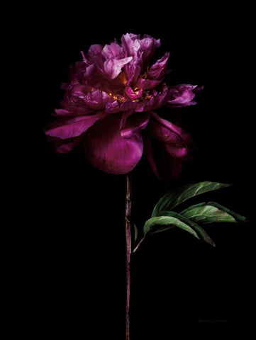 Peony Portrait Black Ornate Wood Framed Art Print with Double Matting by Catterall, Elise