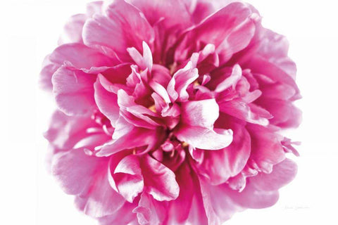Pink Peony Closeup Black Ornate Wood Framed Art Print with Double Matting by Catterall, Elise