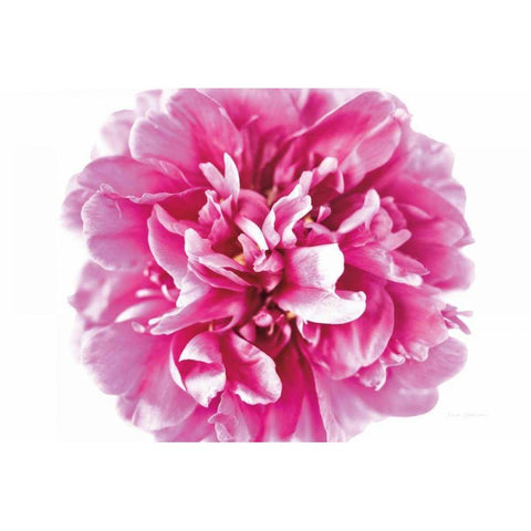 Pink Peony Closeup Black Modern Wood Framed Art Print with Double Matting by Catterall, Elise