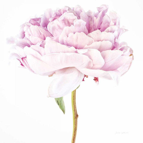 Single Pink Peony Gold Ornate Wood Framed Art Print with Double Matting by Catterall, Elise