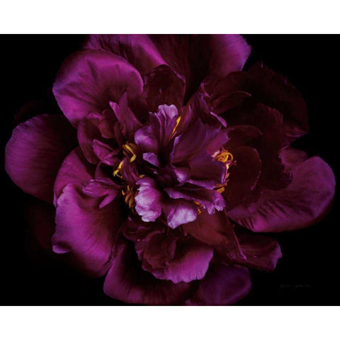 Vivid Dark Peony Gold Ornate Wood Framed Art Print with Double Matting by Catterall, Elise