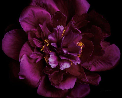 Vivid Dark Peony White Modern Wood Framed Art Print with Double Matting by Catterall, Elise