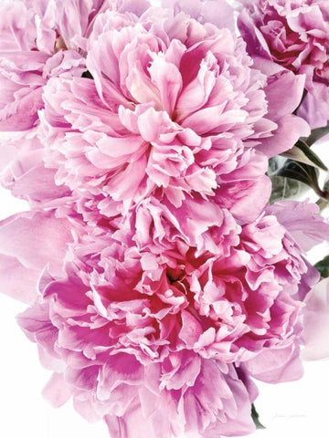 Pink Peony Cluster Black Ornate Wood Framed Art Print with Double Matting by Catterall, Elise