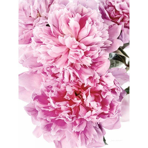 Pink Peony Cluster Black Modern Wood Framed Art Print with Double Matting by Catterall, Elise