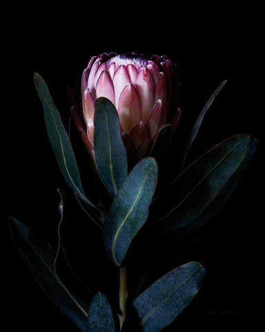 Protea Portrait Black Ornate Wood Framed Art Print with Double Matting by Catterall, Elise