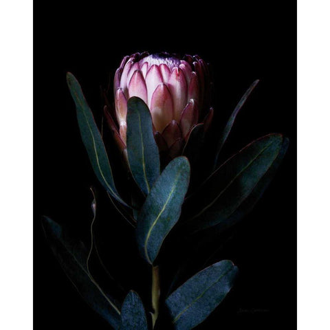 Protea Portrait Black Modern Wood Framed Art Print by Catterall, Elise