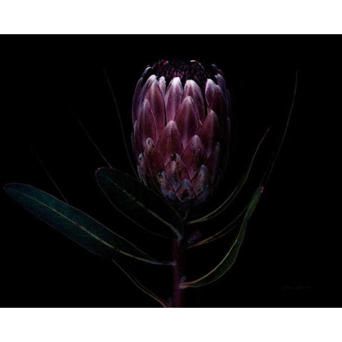 Protea Dark Black Modern Wood Framed Art Print with Double Matting by Catterall, Elise