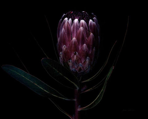 Protea Dark White Modern Wood Framed Art Print with Double Matting by Catterall, Elise