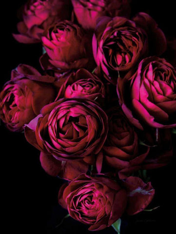 Cabbage Roses Black Ornate Wood Framed Art Print with Double Matting by Catterall, Elise