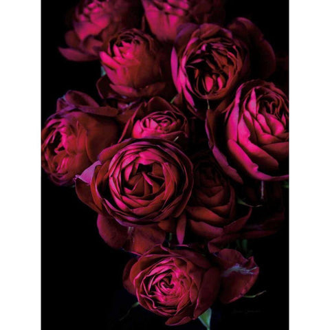 Cabbage Roses White Modern Wood Framed Art Print by Catterall, Elise