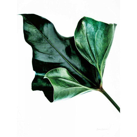 Monstera Black Modern Wood Framed Art Print with Double Matting by Catterall, Elise