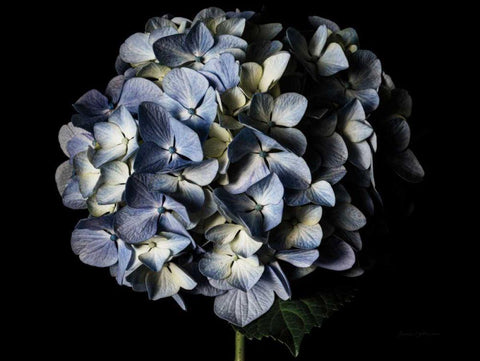 Pale Blue Hydrangea White Modern Wood Framed Art Print with Double Matting by Catterall, Elise