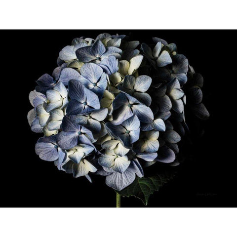Pale Blue Hydrangea White Modern Wood Framed Art Print by Catterall, Elise