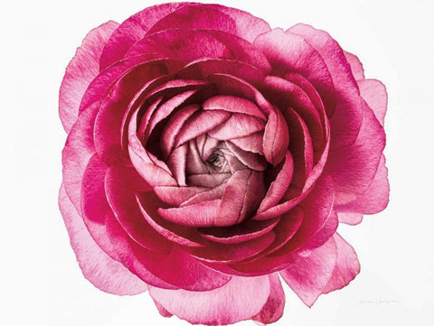 Pink Ranunculus on White White Modern Wood Framed Art Print with Double Matting by Catterall, Elise