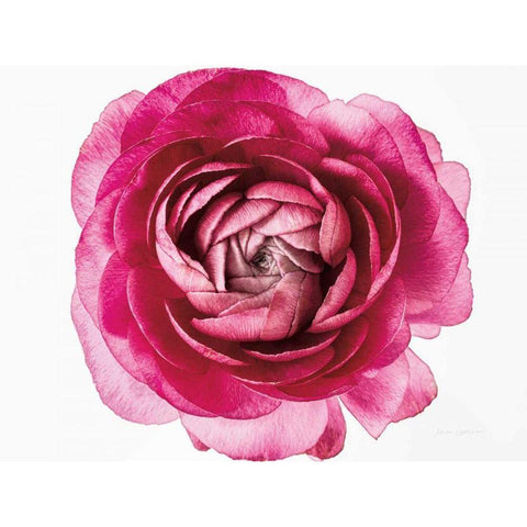 Pink Ranunculus on White White Modern Wood Framed Art Print by Catterall, Elise