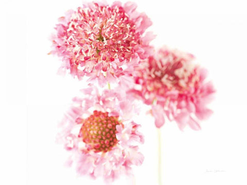 Pink Scabiosa Trio White Modern Wood Framed Art Print with Double Matting by Catterall, Elise