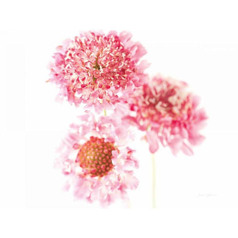 Pink Scabiosa Trio Gold Ornate Wood Framed Art Print with Double Matting by Catterall, Elise