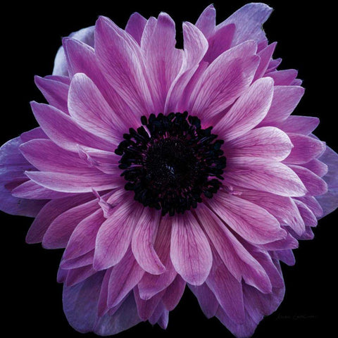 Purple Anemone Crop Gold Ornate Wood Framed Art Print with Double Matting by Catterall, Elise
