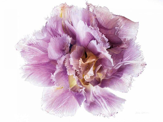 Image Only