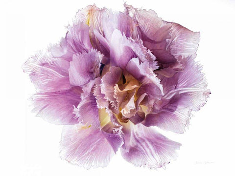 Purple Double Open Black Ornate Wood Framed Art Print with Double Matting by Catterall, Elise