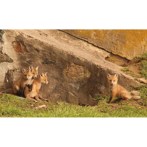 Fox Cubs I Black Modern Wood Framed Art Print with Double Matting by Aledanda