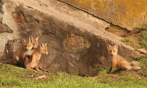 Fox Cubs I White Modern Wood Framed Art Print with Double Matting by Aledanda