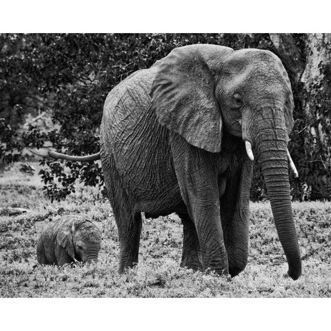 Mama and Baby Elephant I Black Modern Wood Framed Art Print with Double Matting by Aledanda