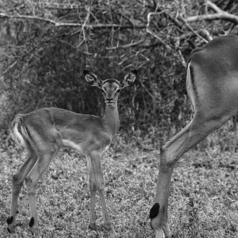 Impala and Baby White Modern Wood Framed Art Print with Double Matting by Aledanda