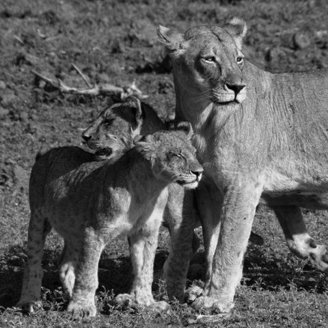 Lioness and Cubs Black Modern Wood Framed Art Print with Double Matting by Aledanda