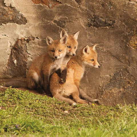 Fox Cubs III White Modern Wood Framed Art Print with Double Matting by Aledanda