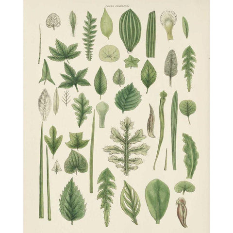 Assortment of Leaves II No Numbers White Modern Wood Framed Art Print by Wild Apple Portfolio