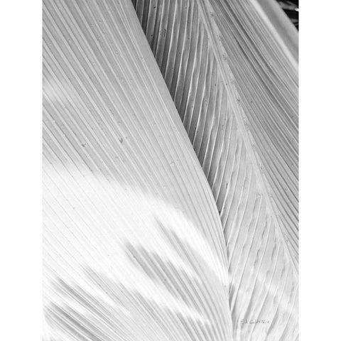 Leaf Abstract I Black Modern Wood Framed Art Print with Double Matting by Goldstein, Ed