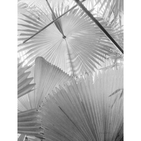 Leaf Abstract II Black Modern Wood Framed Art Print with Double Matting by Goldstein, Ed