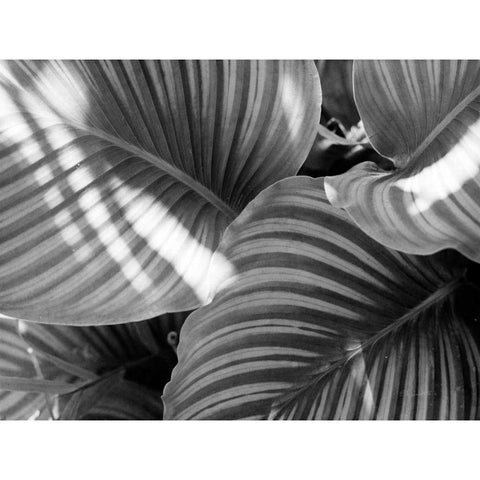 Leaf Abstract V Black Modern Wood Framed Art Print by Goldstein, Ed