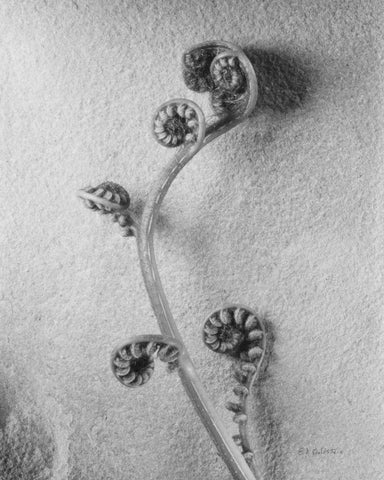 Fiddlehead I Black Ornate Wood Framed Art Print with Double Matting by Goldstein, Ed