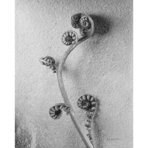 Fiddlehead I Gold Ornate Wood Framed Art Print with Double Matting by Goldstein, Ed