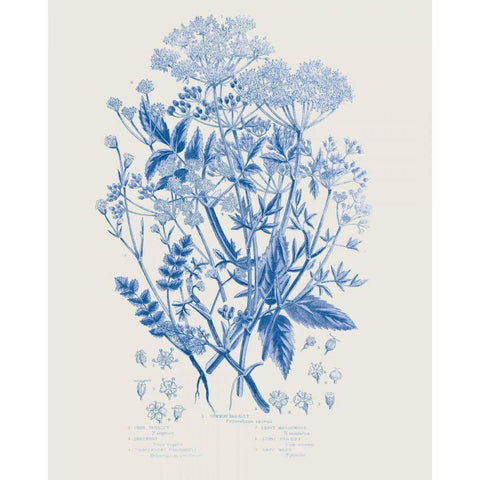 Flowering Plants I Mid Blue White Modern Wood Framed Art Print by Wild Apple Portfolio