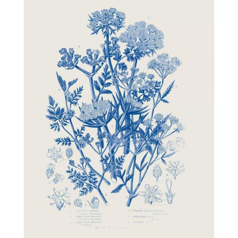 Flowering Plants IV Mid Blue White Modern Wood Framed Art Print by Wild Apple Portfolio