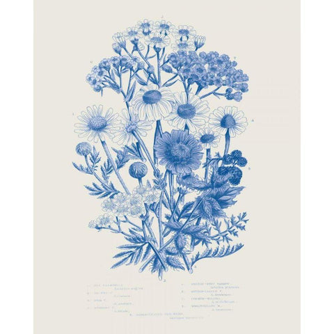 Flowering Plants V Mid Blue White Modern Wood Framed Art Print by Wild Apple Portfolio