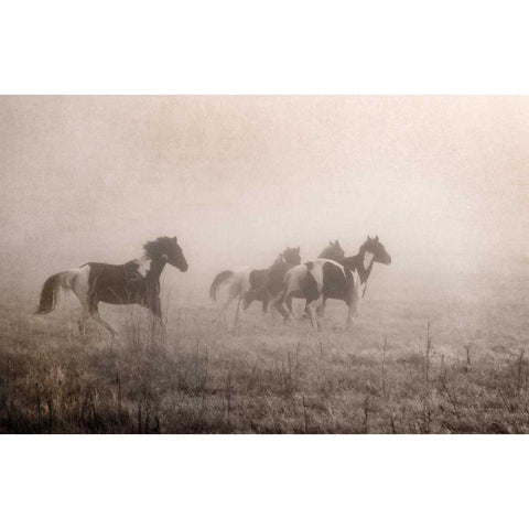 Paint Horses on the Run Black Modern Wood Framed Art Print with Double Matting by Van Swearingen, Debra