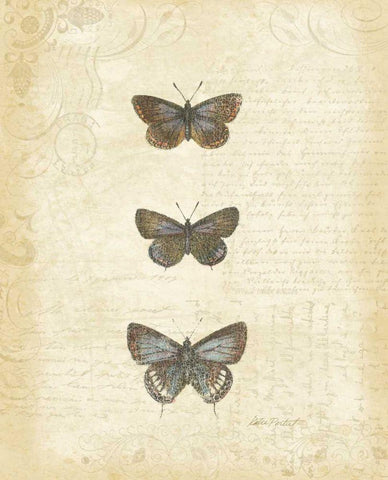 Botanical Butterflies II White Modern Wood Framed Art Print with Double Matting by Pertiet, Katie