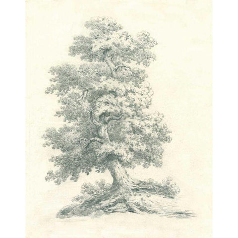 Tree Study II Gold Ornate Wood Framed Art Print with Double Matting by Wild Apple Portfolio