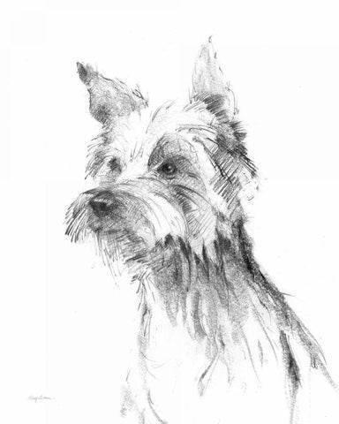 Yorkshire Terrier Sketch White Modern Wood Framed Art Print with Double Matting by Tillmon, Avery