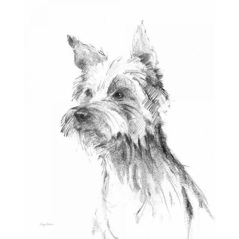 Yorkshire Terrier Sketch Black Modern Wood Framed Art Print with Double Matting by Tillmon, Avery