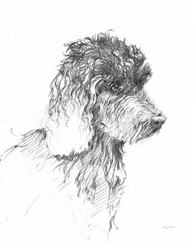 Labradoodle Sketch White Modern Wood Framed Art Print with Double Matting by Tillmon, Avery