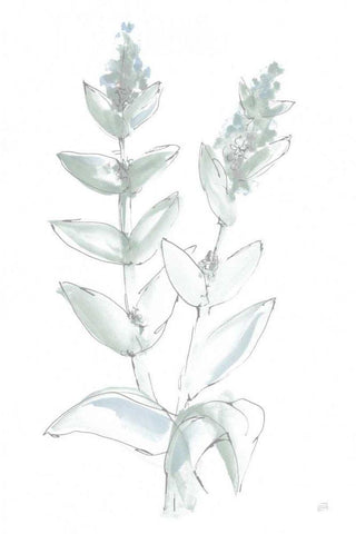 Lambs Ear Sage III Bleached Black Ornate Wood Framed Art Print with Double Matting by Paschke, Chris