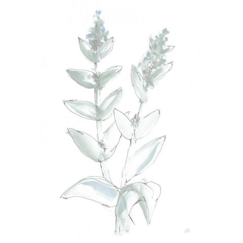 Lambs Ear Sage III Bleached Black Modern Wood Framed Art Print by Paschke, Chris